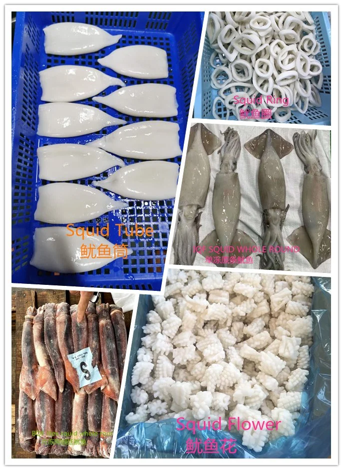 Frozen Illex Frozen Loligo Squid China Whole