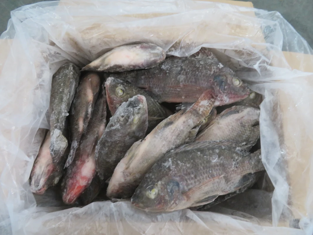 Whole Round Frozen Tilapia Fish supplier