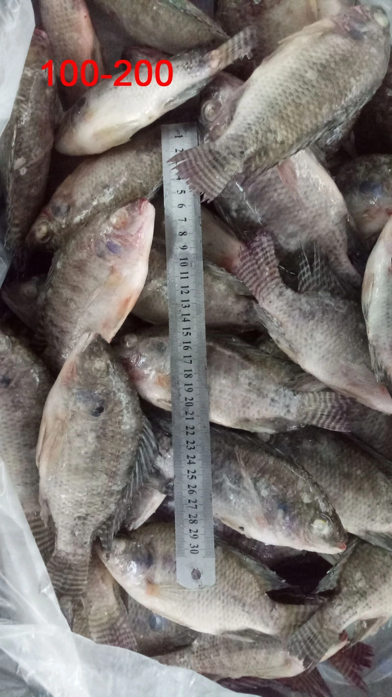 Wholesale Fish 100-200g Frozen Black Tilapia