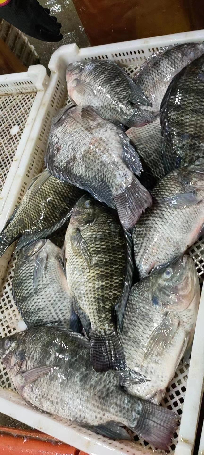 Frozen Fish Whole Round Black Tilapia GS Oreochromis Niloticus