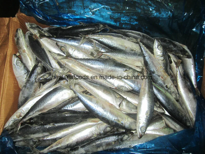 Mackerel Ice Fish Bait Frozen Mackerel Fish Frozen Pacific Mackerel