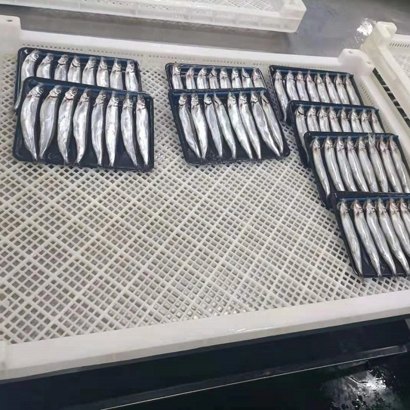 New Catching Frozen Capelin/Shishamo Fish for Sale IQF Capelin Bqf to Singapore