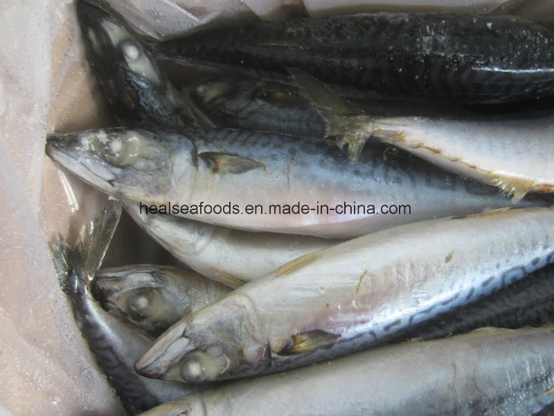 Frozen Fish--Mackerel Fish (6-8PCS/kg) Pacific Mackerel