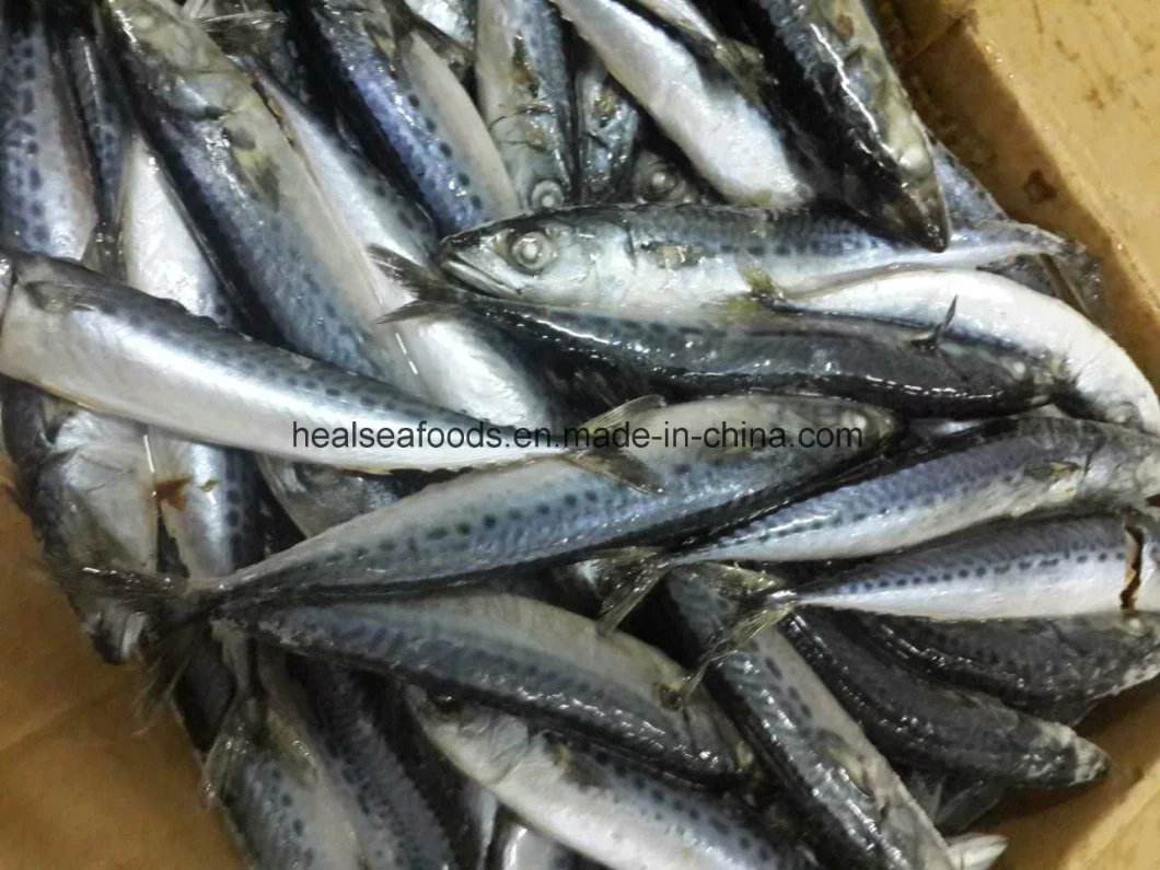 Chinese Factory Frozen Pacific Mackerel Fish