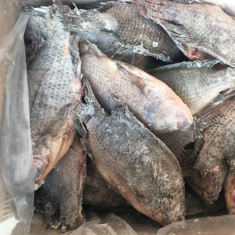 Gutted Scaled Size 300-500g IQF Black Frozen Tilapia in China