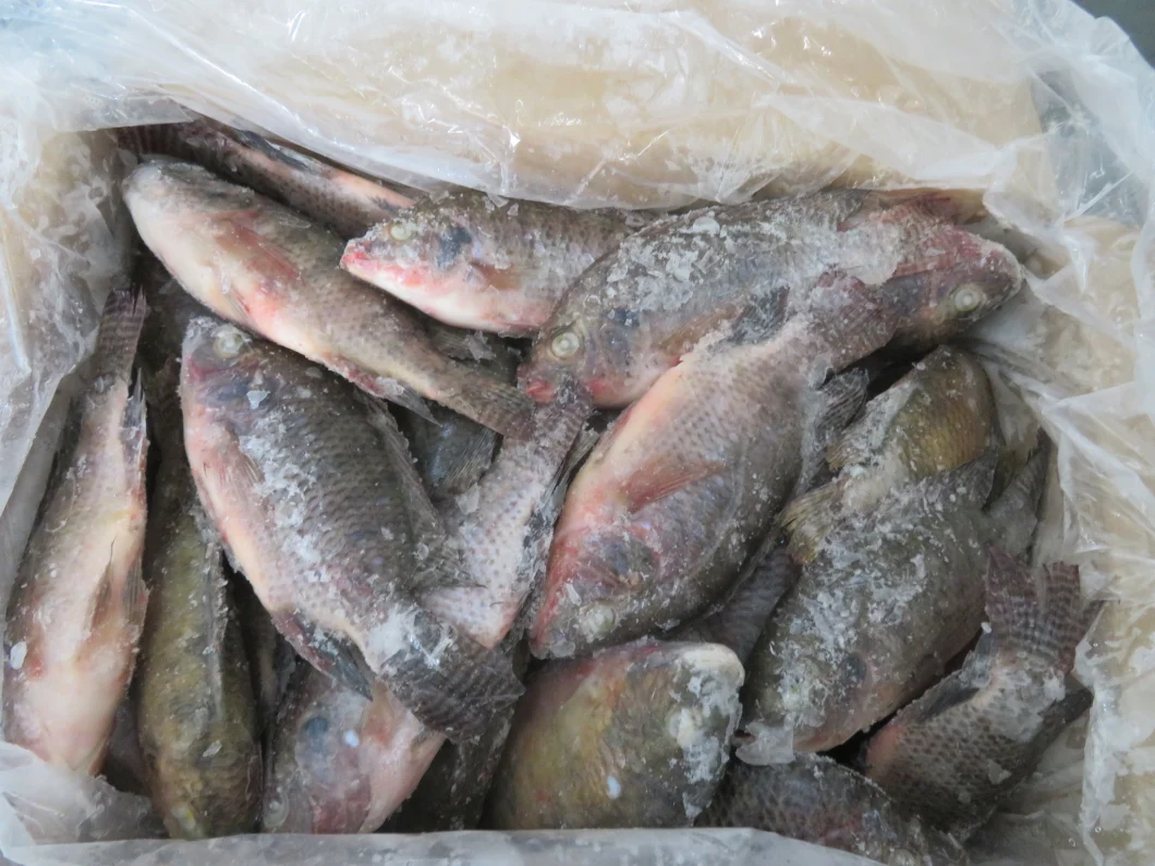 Whole Round Frozen Tilapia Fish supplier