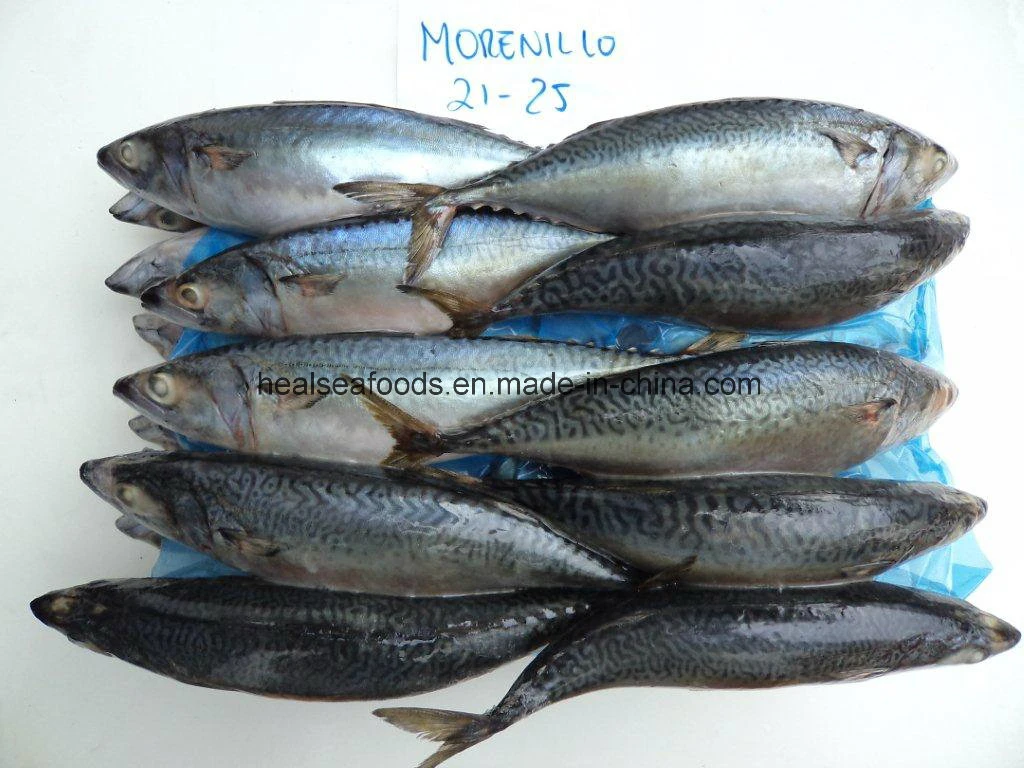 Chinese Factory Frozen Pacific Mackerel Fish Price