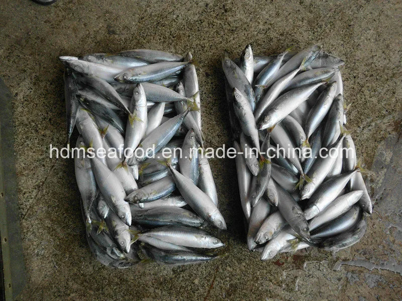 Frozen Seafood Mackerel Fish for Sale