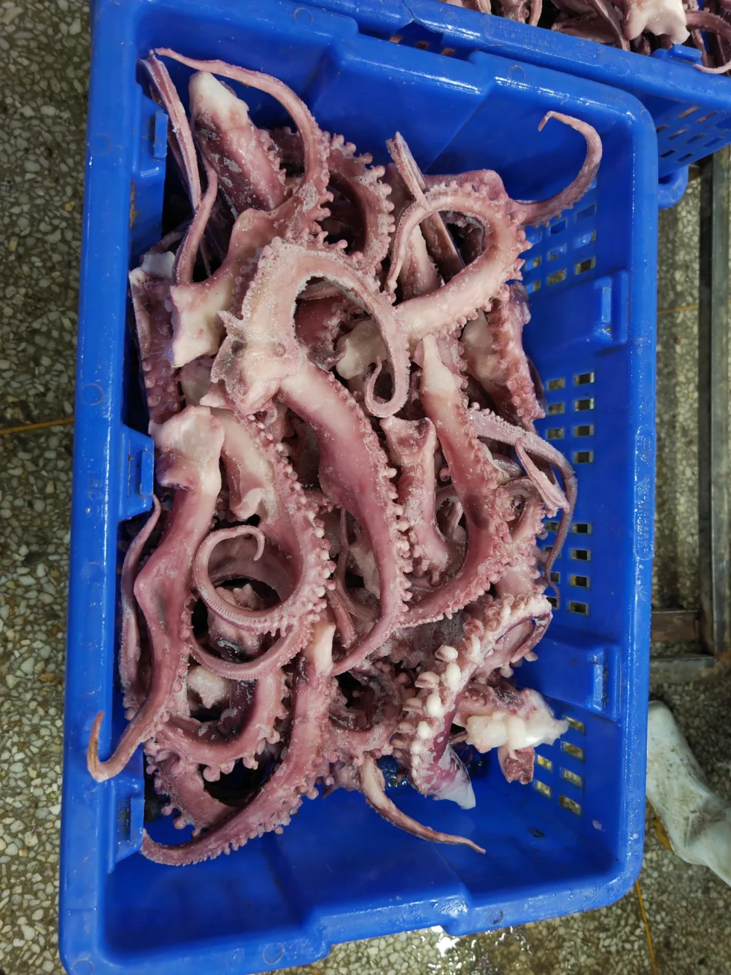 Frozen Squid Tentacle Strip Cut/ Giant Squid Tentacle/Boiled Squid Tentacles/Frozen Seafood/Sotong