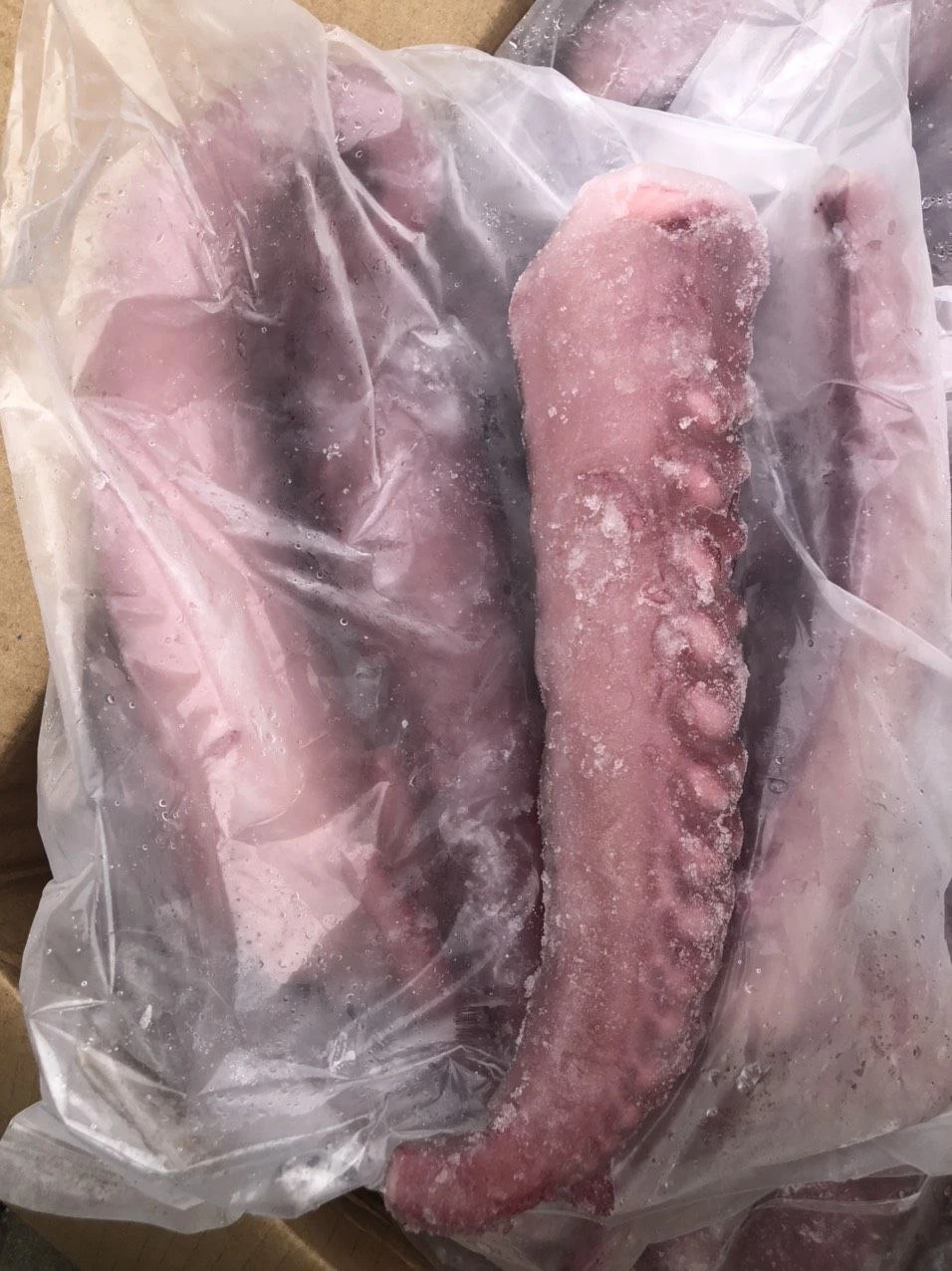 Frozen Squid Tentacle, Calamari, Calamar, Calmar, Pota, Illex Squid Tentacle, Giant Squid Tentacle, Todarodes Squid Tentacle