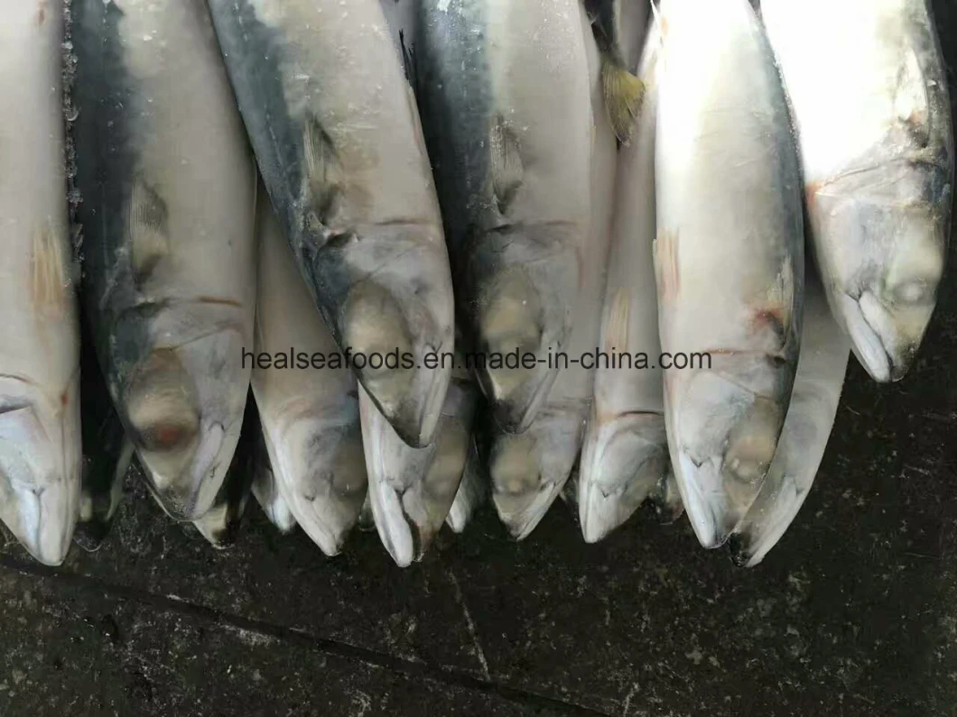 Land Frozen Pacific Mackerel Fish for Bait