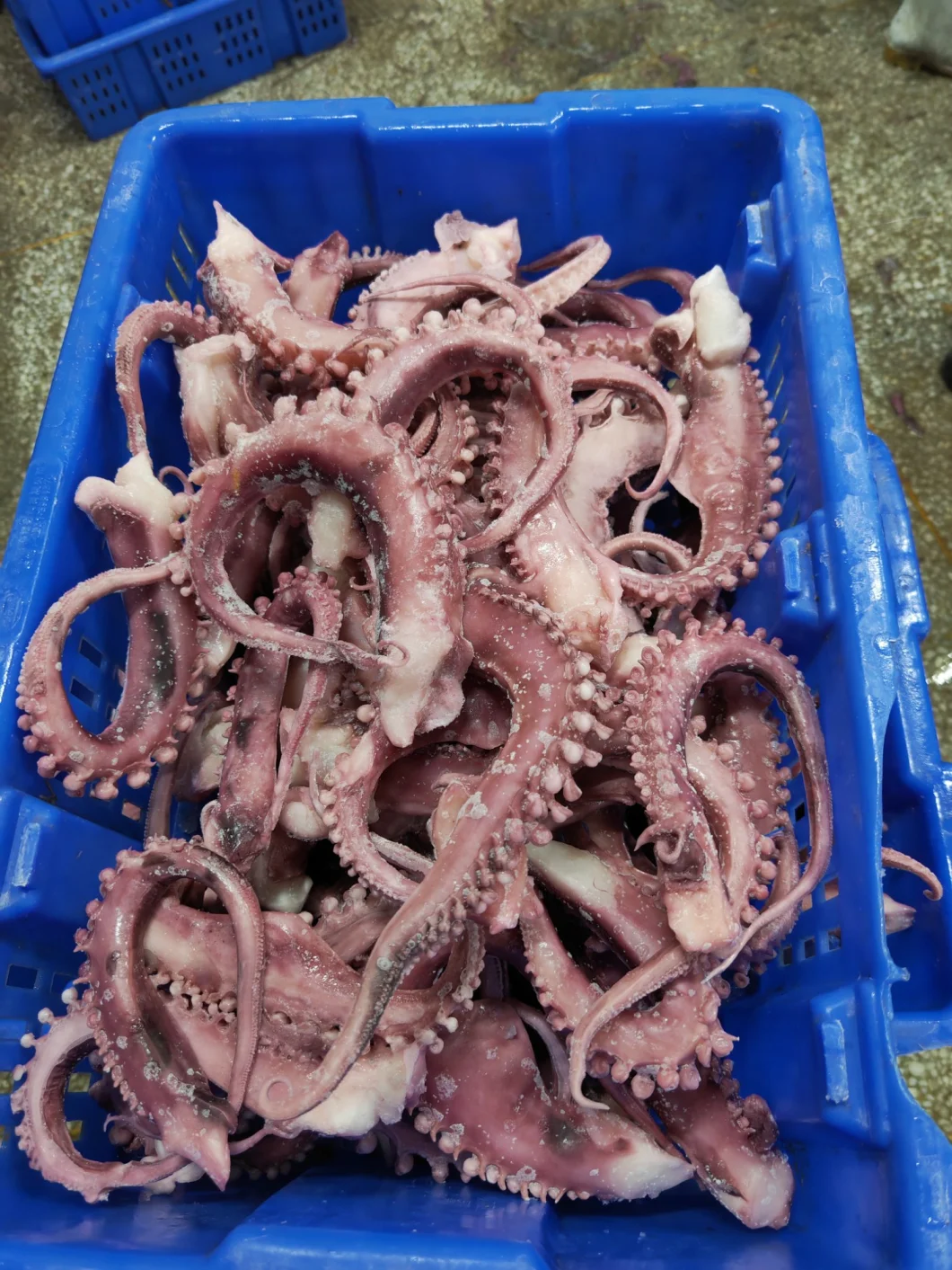 Frozen Squid Tentacle Strip Cut/ Giant Squid Tentacle/Gigas Squid Tentacle/Frozen Seafood