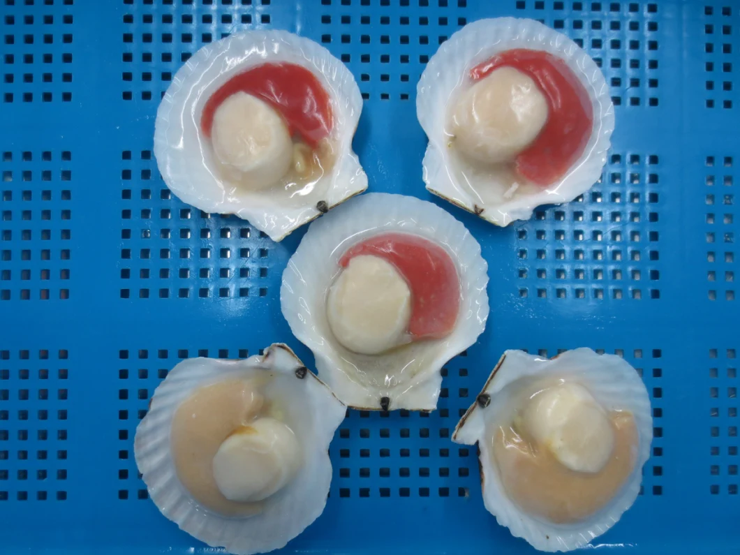 Frozen Half Shell Sea Scallop Without Frill