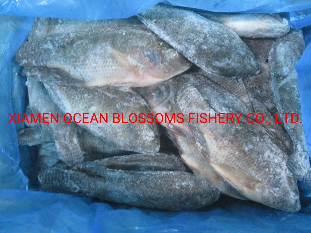 Frozen Whole Black Tilapia Fish Farming