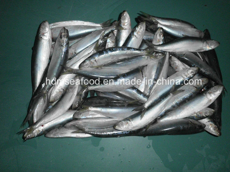 Best Frozen Sardine Fish