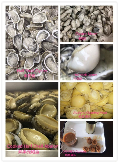 Hot-Selling Nutritious Fresh Live Shellfish Dried Abalone