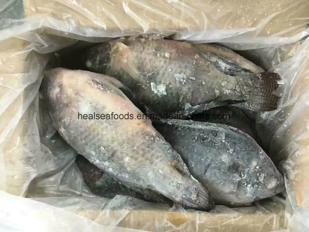 Frozen Whole Round Black Tilapia Fish