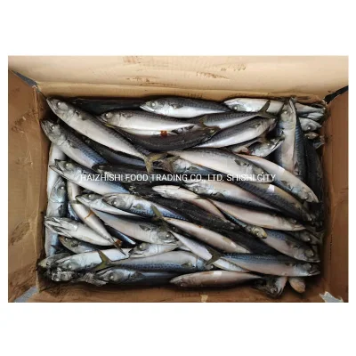 Neu eingetroffener Fisch, hochwertige gefrorene pazifische Makrele, 100–200 g