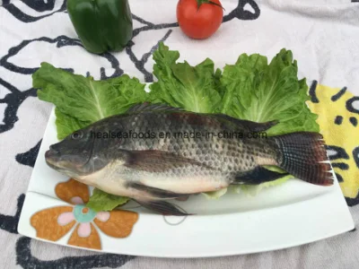 Gefrorener ganzer runder schwarzer Tilapia-Fisch