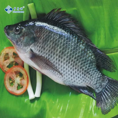 Niloticus gefrorener Fisch, Meeresfrüchte, ganzer runder schwarzer Tilapia