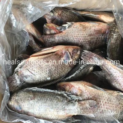 Ausgenommener, geschuppter, 300-500 g IQF schwarzer, gefrorener Tilapia in China