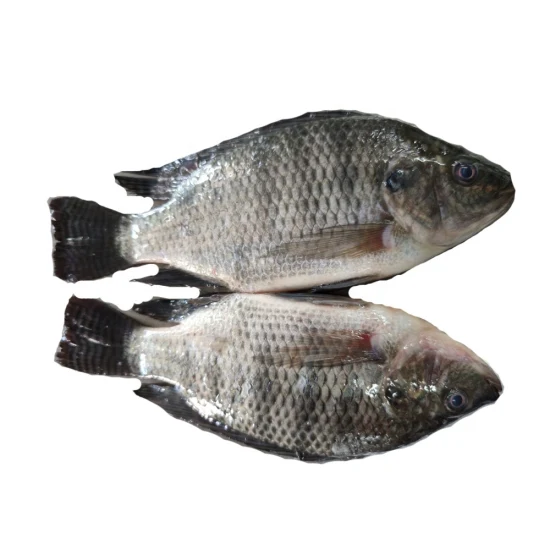 Schwarzes gefrorenes Fischfutter IQF Ausgenommene und geschuppte gefrorene Meeresfrüchte Tilapia