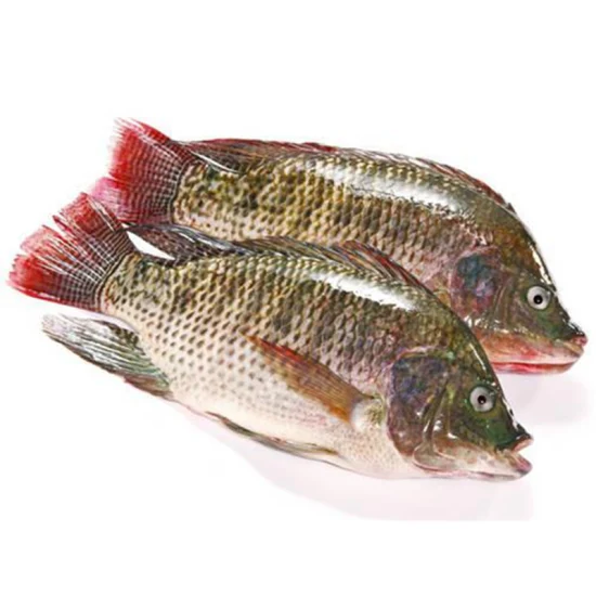 Zuchtfisch, ganzer runder schwarzer Tilapia-Fisch, gefrorener Tilapia