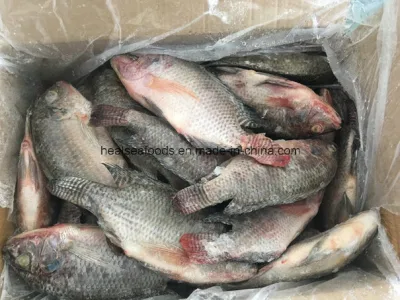 Lieferant für ganzen runden gefrorenen Tilapia-Fisch