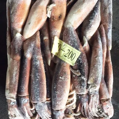 Indischer Tintenfisch, gefrorener Riesenkalmar, ganzer runder gefrorener roher Tintenfisch, großer gefrorener Tintenfisch