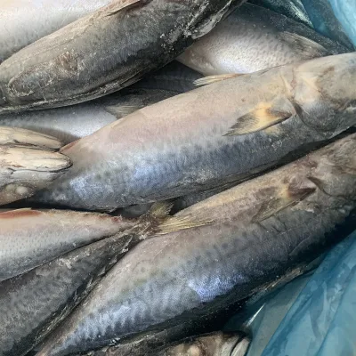 Gefrorener Fisch der Pazifischen Makrele Scomber Japonicus