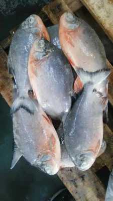 Gefrorener roter Pacu Pomfret Rouge Gefrorener roter Pomfret-Fisch Preis