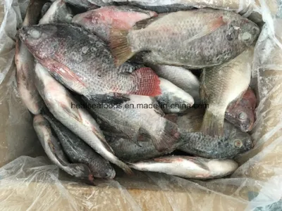 Gefrorener schwarzer Tilapia aus chinesischer Fabrik