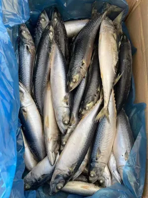 Seegefrorener ganzer Makrelenfisch aus dem Pazifik