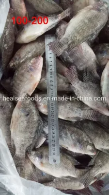 Großhandel Fisch 100-200g gefrorener schwarzer Tilapia