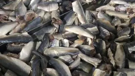 Hochwertiger gefrorener Makrelenfisch für den Export