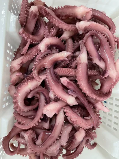 Gefrorener Tintenfisch-Tentakelstreifenschnitt/ Gefrorener Riesenkalmar-Tentakel/Calamari/Calamar/Pota/Calmar