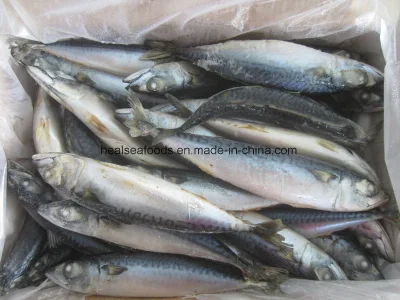 Gefrorener Fisch – Makrelenfisch (6–8 Stück/kg) Pazifische Makrele