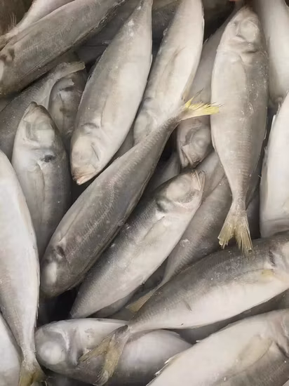 Großhandel mit Fisch, ganze, runde, gefrorene pazifische Makrele