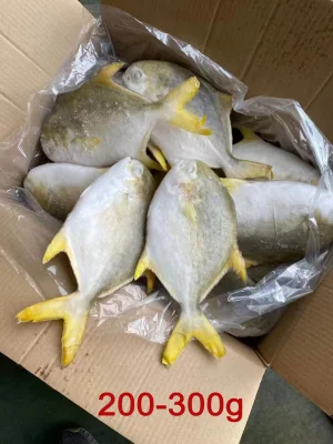 Ganzer runder gefrorener goldener Pomfret-Fisch